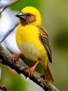 Yellow Weaver