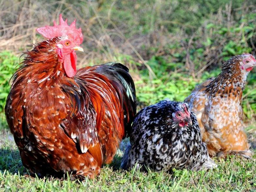 2 jigsaw puzzle in harold wilson puzzles on TheJigsawPuzzles.com