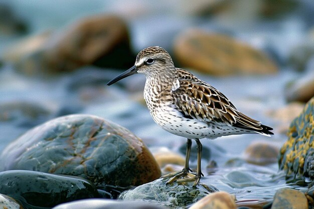 photography-sandpiper-bird_1288657-88448 jigsaw puzzle in WENDY KNOLL puzzles on TheJigsawPuzzles.com