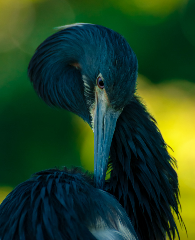 bird-avian-jaymes-dempsey-wildlife-photography-wading-tricolored-heron jigsaw puzzle in WENDY KNOLL puzzles on TheJigsawPuzzles.com