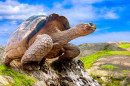A Large Turtle on the Galapagos Islands, Ecuador