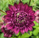 Astrantia Venice bloom - fuschia colored