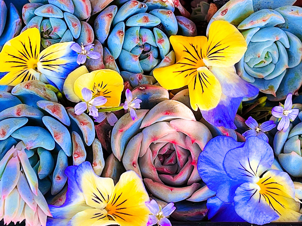 Pansy Nestled among Various Succulents jigsaw puzzle in Flowers puzzles on TheJigsawPuzzles.com