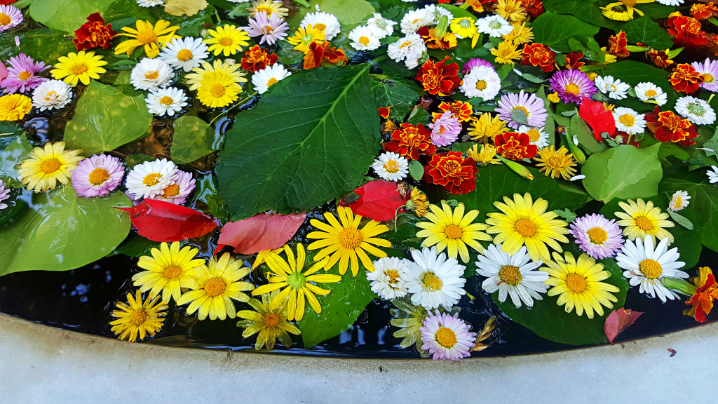 Fleurs sur l’eau jigsaw puzzle in Fleurs puzzles on TheJigsawPuzzles.com