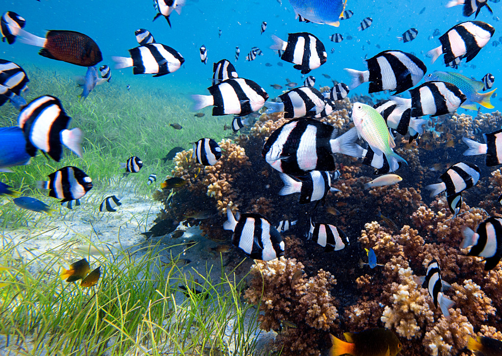 Biodiversité marine dans le Triangle corallien jigsaw puzzle in Sous les mers puzzles on TheJigsawPuzzles.com