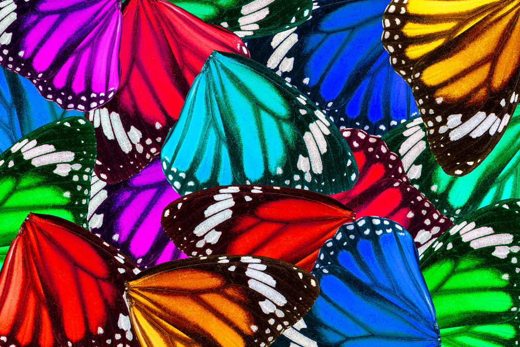 Beautiful Butterfly Wings jigsaw puzzle in Puzzle of the Day puzzles on TheJigsawPuzzles.com