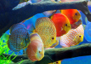 Multi-Colored Discus Fish in an Aquarium