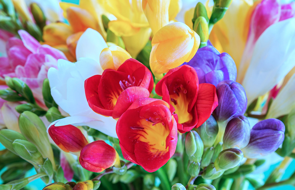 A Bouquet of Freesias jigsaw puzzle in Flowers puzzles on TheJigsawPuzzles.com