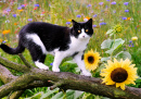 A Cute Tuxedo Cat Walking in the Garden