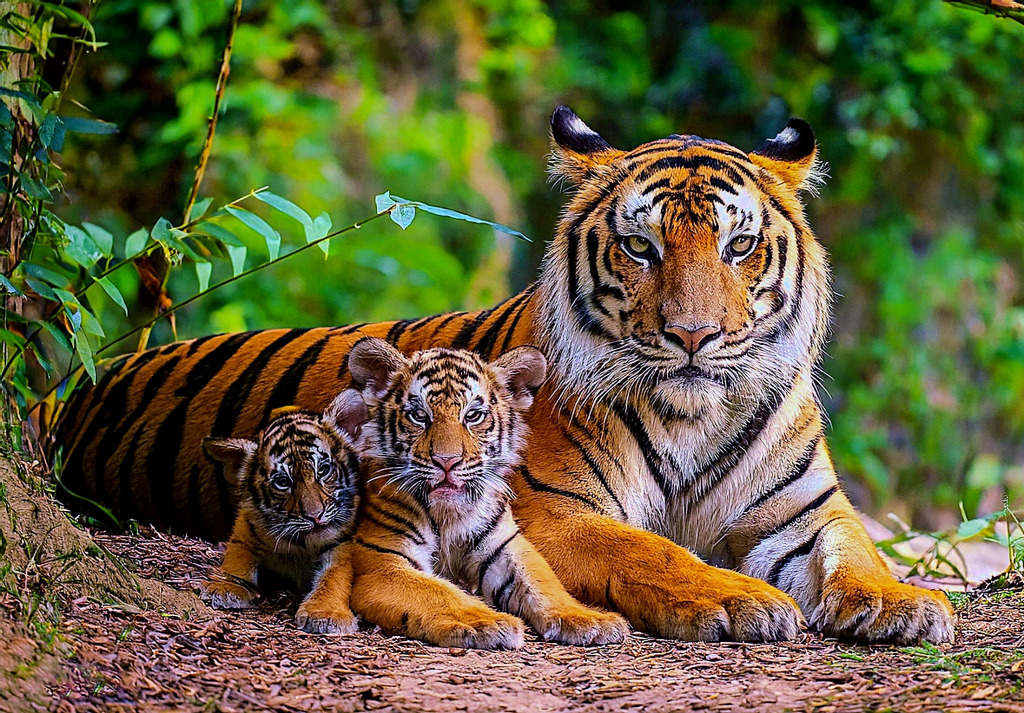 A Majestic Bengal Tiger with her Playful Cubs jigsaw puzzle in Animals puzzles on TheJigsawPuzzles.com