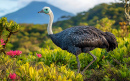 An Ostrich in an Open Field, Ecuador