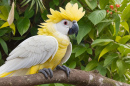 rare-birds-with-beautiful-background_1058609-101