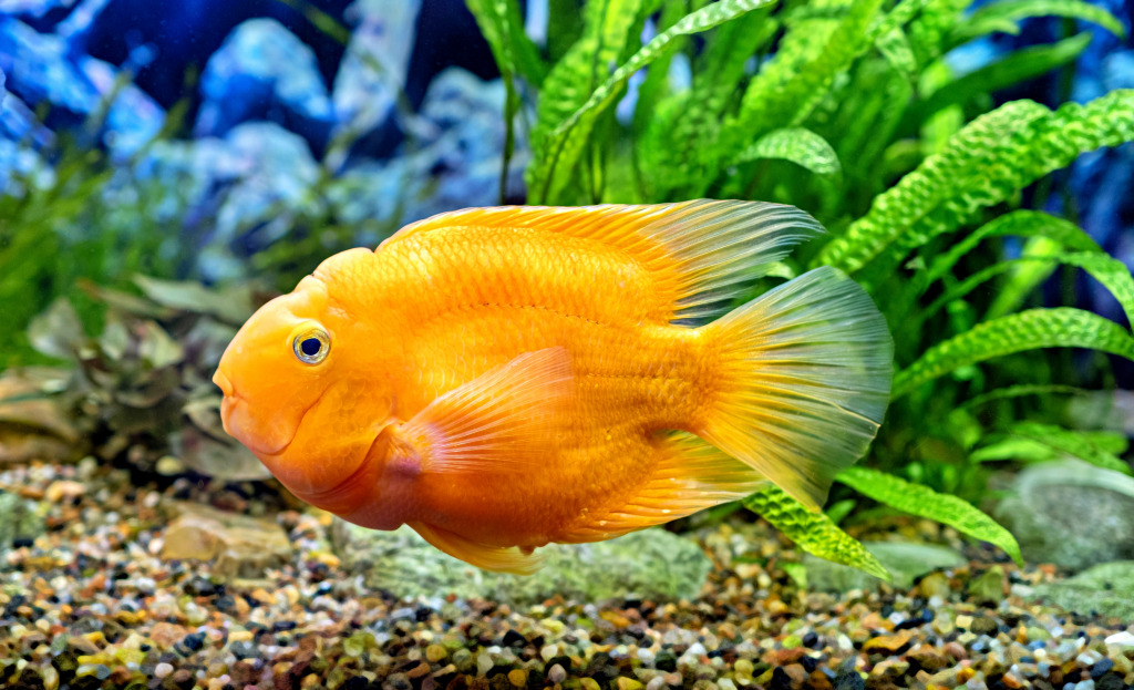 Ein Blutpapageien-Buntbarsch im Aquarium jigsaw puzzle in Unter dem Meer puzzles on TheJigsawPuzzles.com