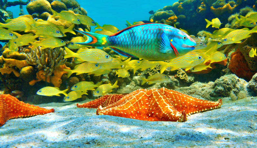 Colorful Tropical Fish in the Caribbean Sea jigsaw puzzle in Under the Sea puzzles on TheJigsawPuzzles.com