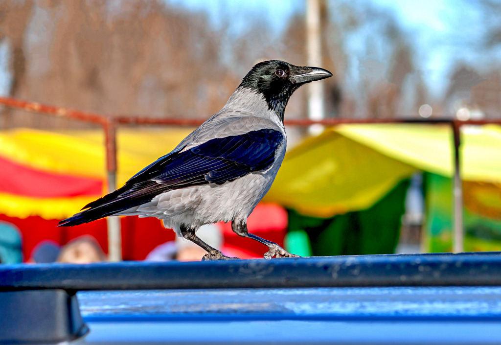 Um Grande Corvo Encapuzado jigsaw puzzle in Animais puzzles on TheJigsawPuzzles.com