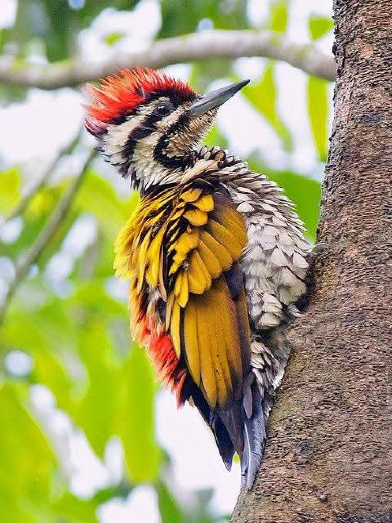 Flameback Woodpecker jigsaw puzzle in WENDY KNOLL puzzles on TheJigsawPuzzles.com