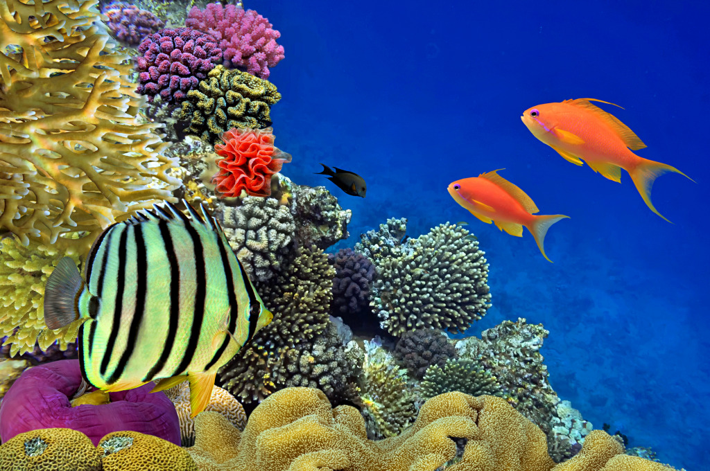 Coral Reefs and Tropical Fish jigsaw puzzle in Under the Sea puzzles on TheJigsawPuzzles.com