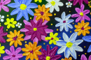 Acrylic Multicolored Flowers
