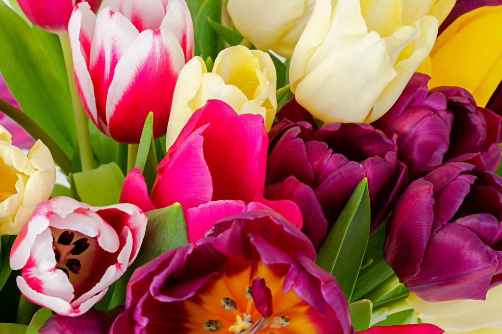 Bright Fresh Tulips jigsaw puzzle in Flowers puzzles on TheJigsawPuzzles.com