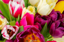 Bright Fresh Tulips