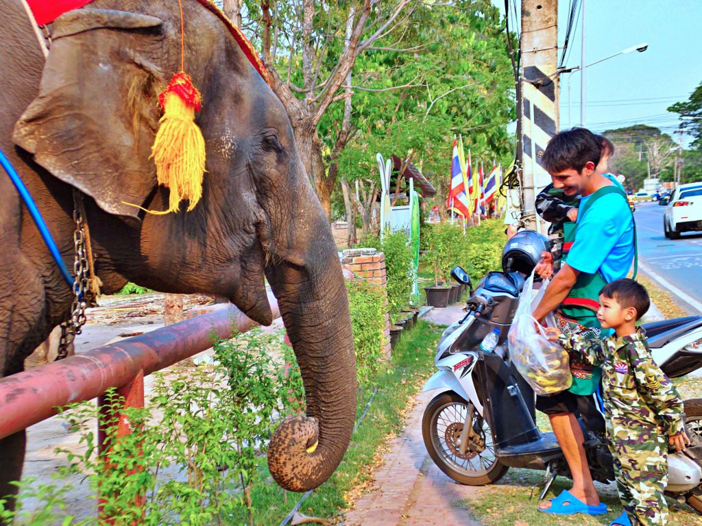 Palais des éléphants d’Ayutthaya & Kraal royal, Thaïlande jigsaw puzzle in Animaux puzzles on TheJigsawPuzzles.com