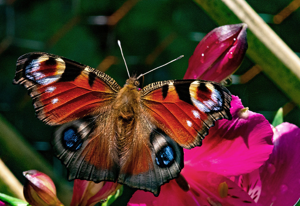 Beauty jigsaw puzzle in Macro puzzles on TheJigsawPuzzles.com