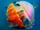 Tropical Jellyfish Underwater, Thailand