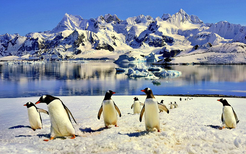 Gentoo-Pinguine auf Danco Island, Antarktis jigsaw puzzle in Tiere puzzles on TheJigsawPuzzles.com