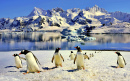 Gentoo Penguins on Danco Island, Antarctica
