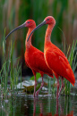 Scarlet Ibises