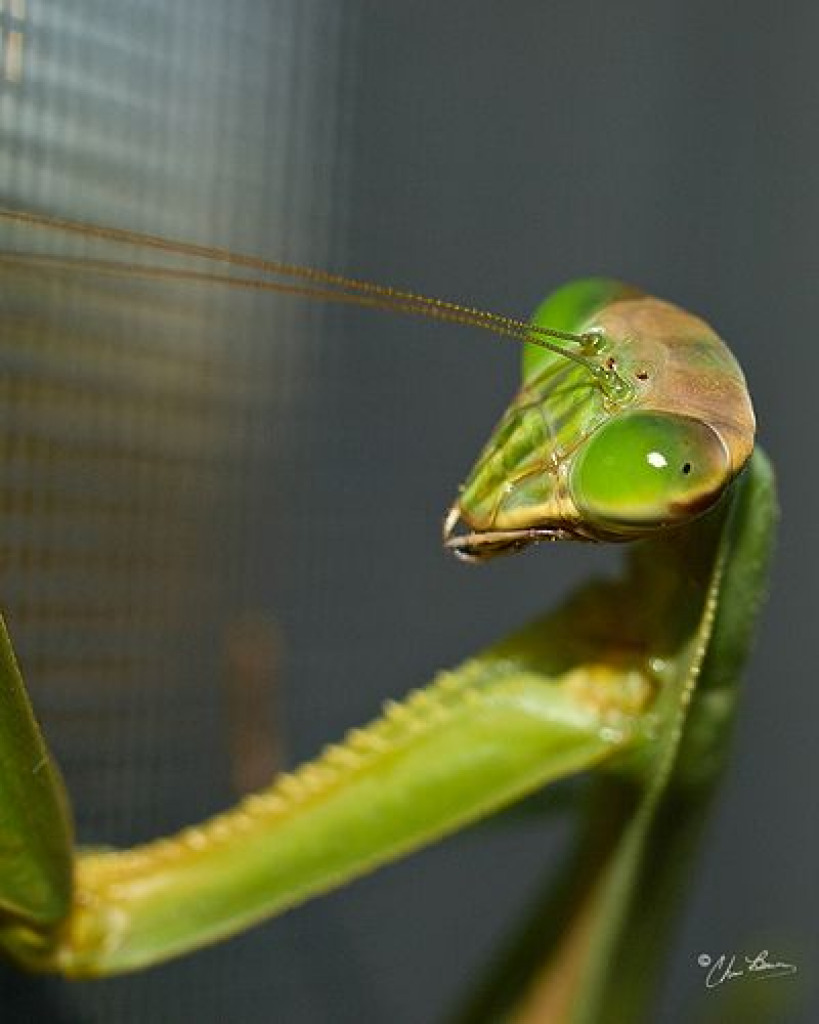 mantis jigsaw puzzle in Wilson Wilson puzzles on TheJigsawPuzzles.com