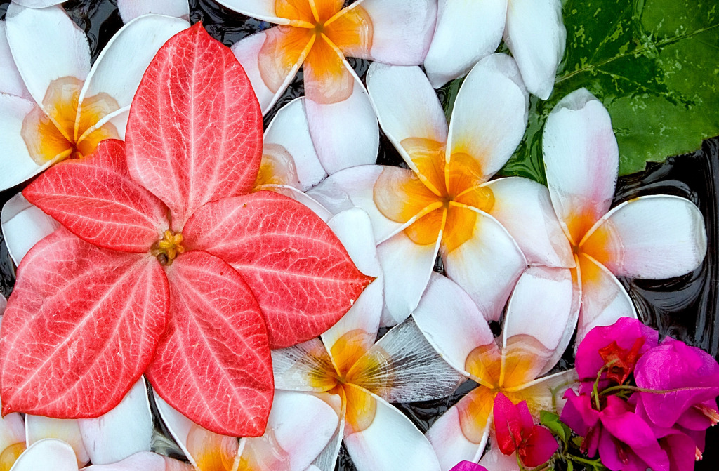 Exotic Flowers Floating in Water jigsaw puzzle in Flowers puzzles on TheJigsawPuzzles.com