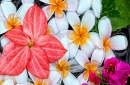 Exotic Flowers Floating in Water