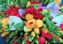 Freesias