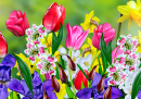 Spring Flowers