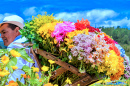 Returning from the Medellín Flower Fair, Colombia