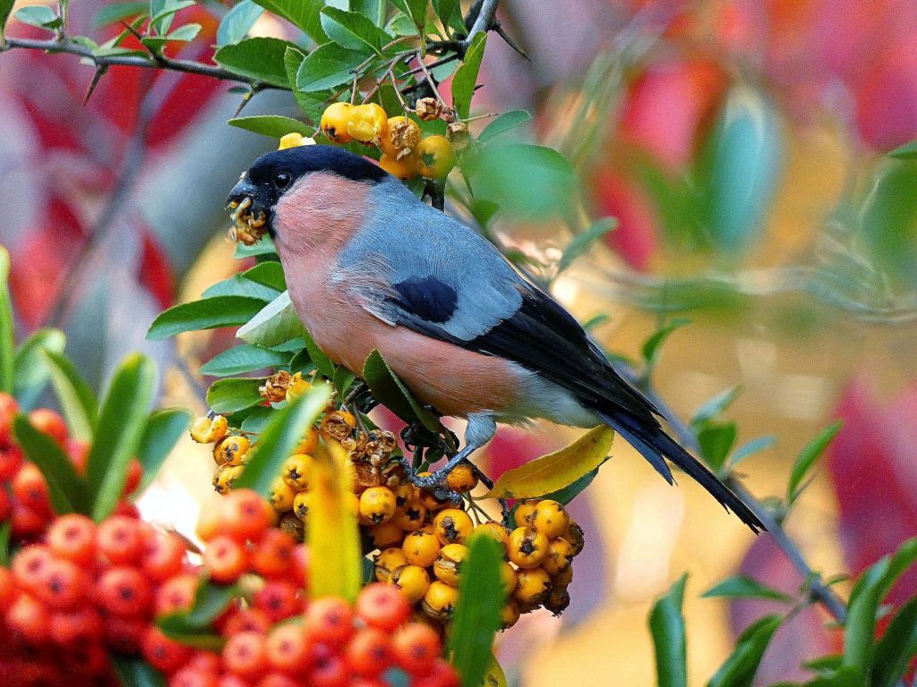 Pintassilgo jigsaw puzzle in Quebra-Cabeça do Dia puzzles on TheJigsawPuzzles.com