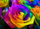 Macro of Colorful Roses