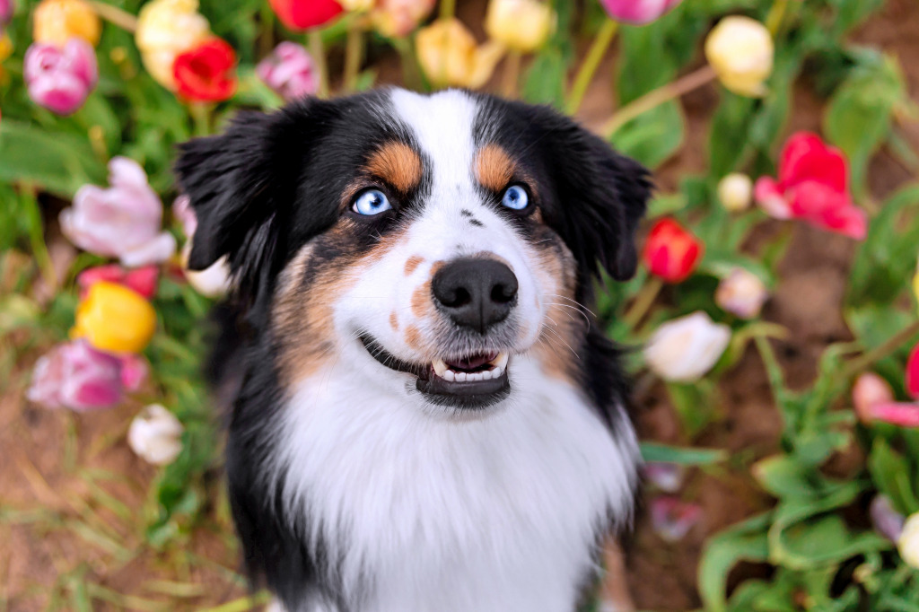Adorável Cachorro de Olhos Azuis em um Campo Florido jigsaw puzzle in Quebra-Cabeça do Dia puzzles on TheJigsawPuzzles.com
