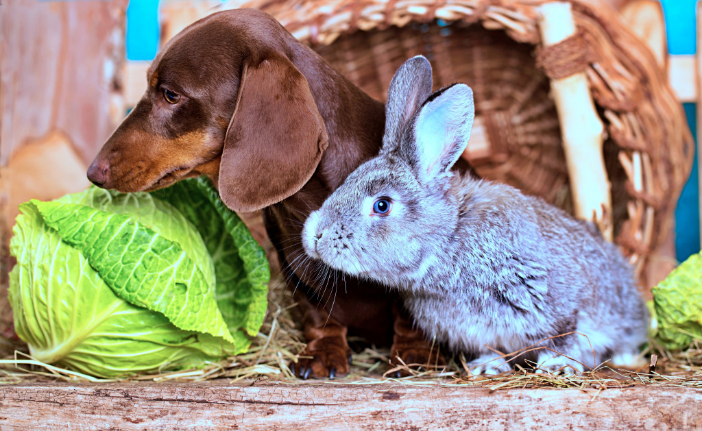 Dachshund, Rabbit and Cabbage jigsaw puzzle in Animals puzzles on TheJigsawPuzzles.com