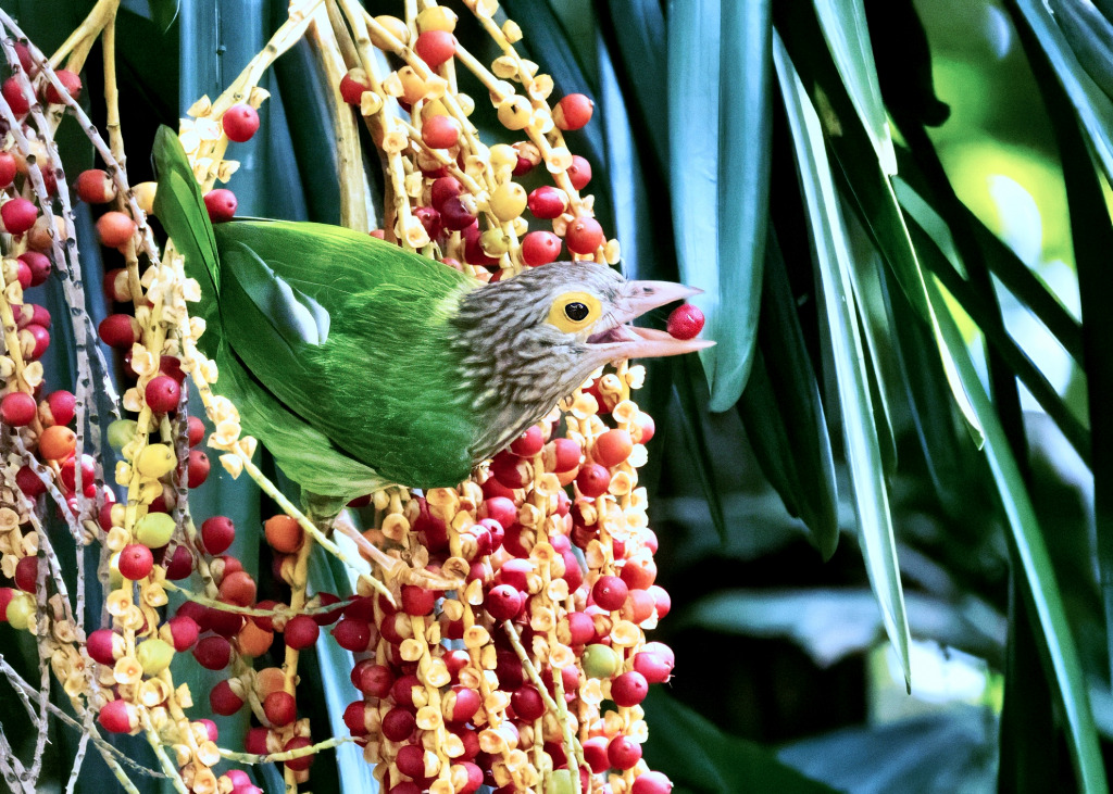 Barbudo lineado jigsaw puzzle in Animais puzzles on TheJigsawPuzzles.com