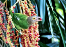 Lineated Barbet