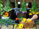 Medicinal Herbs and Flowers