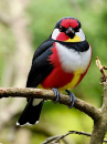 black white yellow red bird