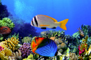 Doublebar Bream and Threadfin Butterflyfish
