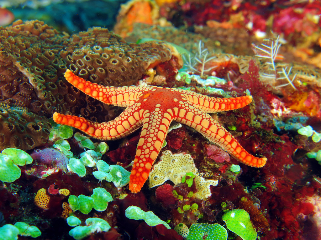 Colar vermelho de estrela-do-mar em um fundo marinho colorido jigsaw puzzle in Oceano puzzles on TheJigsawPuzzles.com