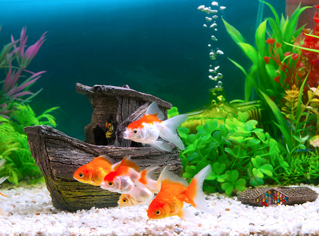 Goldfish in a Freshwater Aquarium jigsaw puzzle in Under the Sea puzzles on TheJigsawPuzzles.com