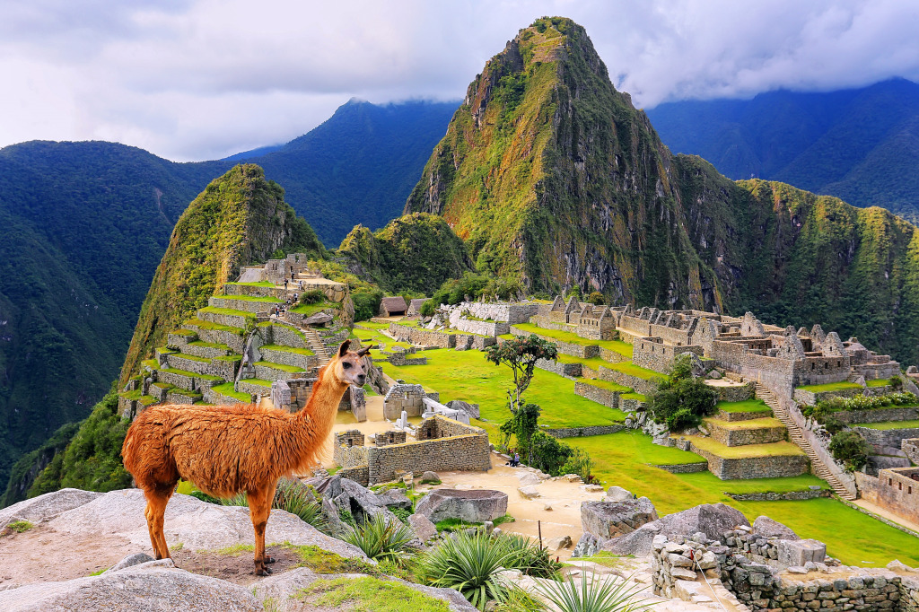 Llama at Machu Picchu in Peru jigsaw puzzle in Großartige Landschaften puzzles on TheJigsawPuzzles.com