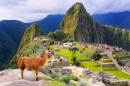 Llama at Machu Picchu in Peru