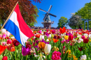 Windmill and Tulips in Lisse, Holland